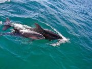 O estuário do Sado tem um novo habitante