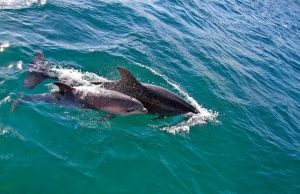 O estuário do Sado tem um novo habitante